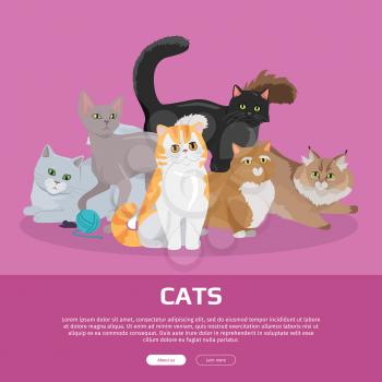 Cats conceptual web banner. Group of different breed cats seating, lying, standing, stretching, playing with ball of yarn flat vector illustration on pink background. For pet shop landing page design