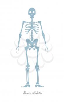 Human skeleton isolated on white. Human body constitution vector concept. Flat design. Body part that forms supporting structure of organism. Anthropological anatomy scheme. People somatotypes
