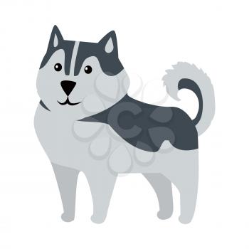 Siberian Husky medium size working dog breed isolated on white. Recognizable by thickly furred double coat, erect triangular ears, and distinctive markings. Belongs to the Spitz genetic family. Vector