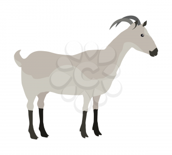 Farm pet goat illustration. One farm horned animal on a white background. Goat icon. Vector farm animal, side view. Colorful illustration of gray goat in flat design.