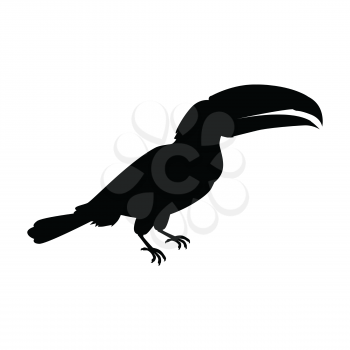 Toucan vector. Animals of rainy Amazonian forests in black color. Fauna of South America. Wild life in tropics concept for posters, childrens books illustrating. Beautiful toucan isolated on white.