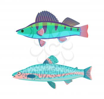Jack Dempsey blue marine fish set. Creature with dark lines and spots on back zebra type. Limbless animal with gills isolated on vector illustration