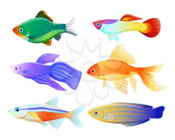 Six aquarium fish specie cartoon Illustration set. Multicolored sea creatures on white background marine poster for pet shop or fishery magazine.