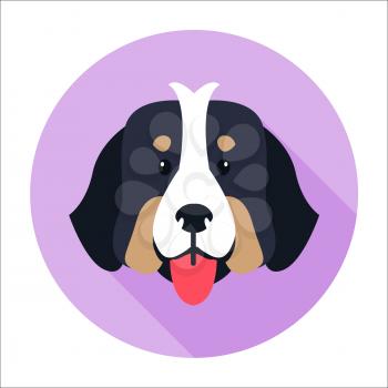 Canine face of Bernese Mountain Dog flat and shadow theme on purple circle background. Heavy swiss highland and shepherd dogs shows red tongue. Close-up doggy head icon three-tone color, large size.