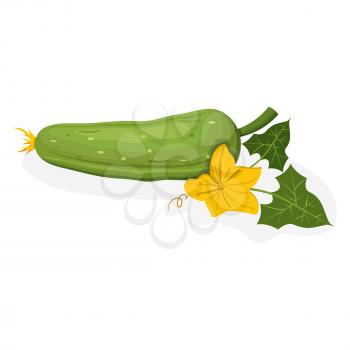 Whole cucumber with yellow flower and green leaves isolated on white. Vector colorful illustration of ripe and juicy agricultural product