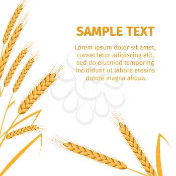 Golden ripe bread spikes isolated on white background and orange sample text that can be replaced vector illustration of poster billet.