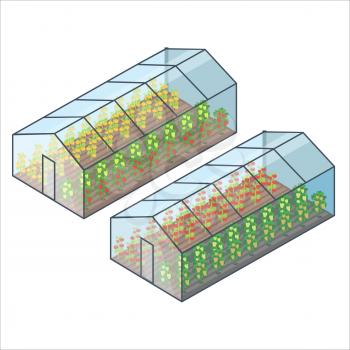 Big transparent greenhouse with tomatoes and bell pepper of several sorts planted in long beds isolated vector illustrations on white background.