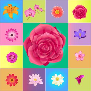 Fresh flower heads colorful vector collection. Realistic blossom kinds isolated on various backgrounds for decorating things