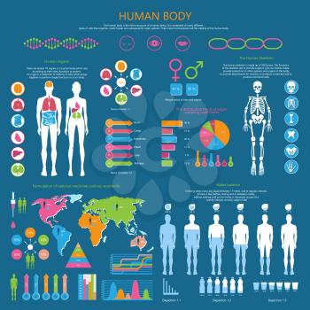 Human body infographic with organism structure, internal organs, whole skeleton, water balance and national medicine worldwide vector illustrations.