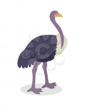Ostrich cartoon character. Cute ostrich flat vector isolated on white background. African or australian fauna. Ostrich icon. Animal illustration for zoo ad, nature concept, children book illustrating