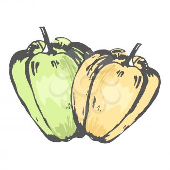 Green and orange sweet peppers isolated sketch in pastel tones on white background. Organic fresh vegetables drawn vector illustration.