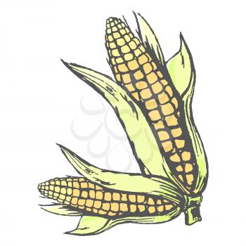 Two corn cobs with leaves isolated on white colorful graphic vector poster. Seasonal healthy maize vegetables with many small yellow seeds
