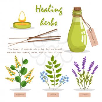 Healing herbs advertisement vector illustration. Bottle with essential oil made of Asian sandalwood, fragrant olibanum and aromatic lavender.