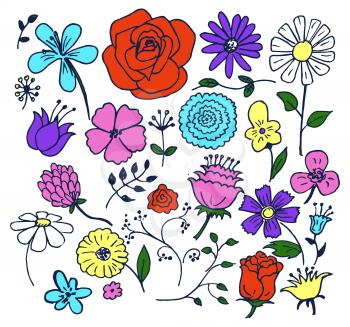 Flowers hand drawn elements, blooming roses and camomiles, blue-bonnet and bellflower, flourishing herbs with leaves isolated on vector illustration