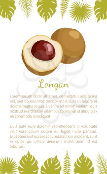 Longan exotic juicy fruit from plant related to litchi vector poster with text sample and palm leaves. Tropical food, dieting vegetarian grocery banner