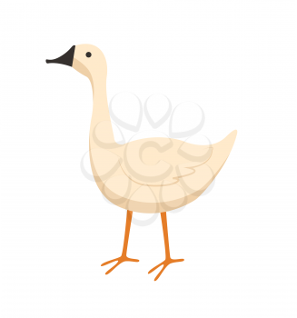 Goose vector, isolated bird with plumage, domestic animal eating crops from ground, countryside area, poultry farming and tending flat style livestock