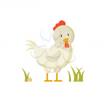 White hen with red crest domestic bird in green grass vector illustration in cartoon style. Farm animal chicken isolated, for thematic book or site.