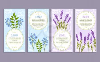 Olibanum and lavender, covers collection with text samples and titles, herbs olibanum and lavender vector illustration isolated on white background