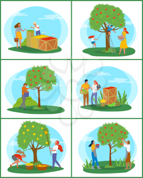 People working in garden vector, man and woman on market. Family by apple tree picking fresh fruits from top. Containers for storing, harvesting season. Pick apples concept. Flat cartoon