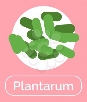Plantum bacteria for positive effect for human digestive system. Probiotics for healthy digestion and bowels. Organic microorganism good for immunity system and microflora. Vector in flat style