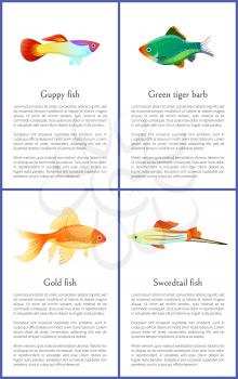 Guppy gold and swordtail fishes vector posters, illustration of green tiger barb isolated on white background marine representatives, text sample