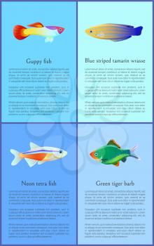 Ocean and sea fishes isolated on color backdrops vector illustrations, guppy and neon tetra near exotic green tiger barb and blue striped tamarin