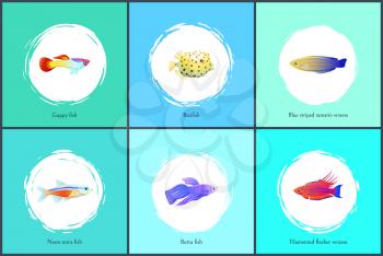 Boxfish and neon tetra fish posters set. Filamented flasher and blue striped tamarin wrasses. Guppy and exotic biodiversity on vector illustration