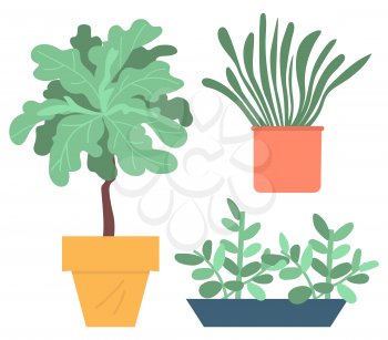 Domestic plants vector, pots and vases with foliage, set of blooming leaves and flowers. Botanical elements decor for home, nature flourishing flat style