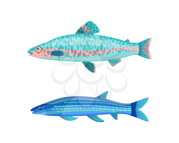 Jack Dempsey fish and blue long mackerel marine fish set. Tropical creatures with pattern on soft bodies. Animals isolated on vector illustration