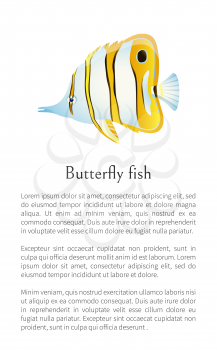 Aquarium butterfly fish exotic sea inhabitant and rare aquatic specie colorful cartoon flat vector illustration. Nautical poster with text sample.