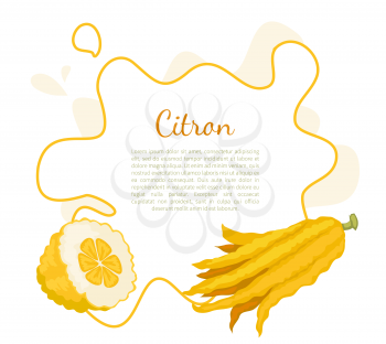 Citron exotic juicy large fragrant citrus fruit vector poster frame and place for text. Tropical edible food, dieting vegetarian plant full of vitamins