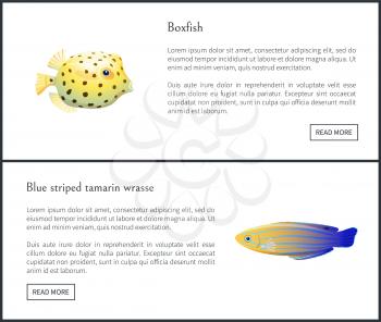Blue striped tamarin and boxfish aquatic habitants isolated vector illustration with text sample and push buttons, marine fishes with colorful skin