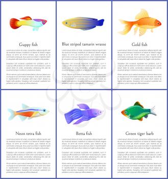 Set of saltwater inhabitant vector illustrations of marine guppy, neon betta and golden fishes, green tiger barb with blue striped tamarin text sample