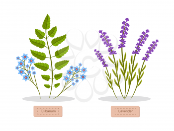 Olibanum and lavender set of herbs headlines below, herbs collection with titles, aromatic elements vector illustration isolated on white background