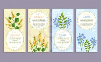 Olibanum and sandalwood set of covers with text sample and headline, herbs collection, olibanum and sandalwood isolated on vector illustration