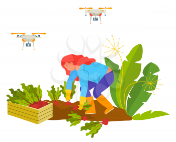 Woman farmer picking beet, harvesting vegetable, drone equipment. Agricultural worker in boots and gloves gardening, wireless and flying device vector. Drones on farm