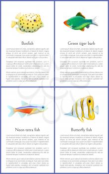 Boxfish and green tiger barb, neon tetra and butterfly fish. Set of exotic species posters and headlines, text sample and animals vector illustration