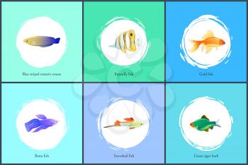 Gold fish and blue striped tamarin wrasse posters set with headlines. Butterfly and green tiger barb. Betta and swordtail species vector illustration