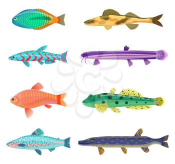 Jack Dempsey and cichlid fish set. Marine and ocean dwellers with spots on body, gills and vents. Limbless animals isolated on vector illustration