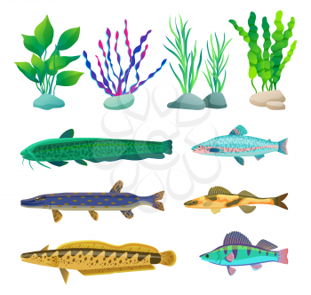 Various algae type, predatory and aquarium fish rare and common specie variegation. Multicolored marine inhabitants vector illustration on white.