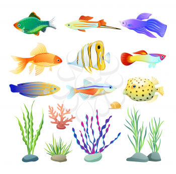 Marine inhabitant variety and sea or decorative algae. Aquarium fish types colorful cartoon depiction on white vector illustration set of aquarium fishery