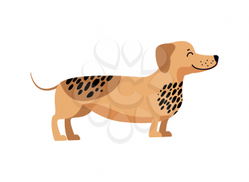 Dachshund filled with energy and shown in profile short-legged dog with black spots, hound type breed vector illustration isolated on white background