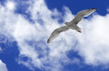 Seagull soaring in the sky spread wings