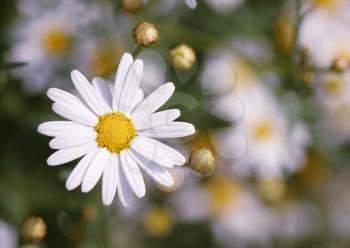 healing flowers camomile closeup on the blurry background