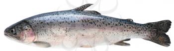 Fresh trout isolated on white with clipping paths