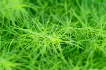 meadow in miniature effect, grass