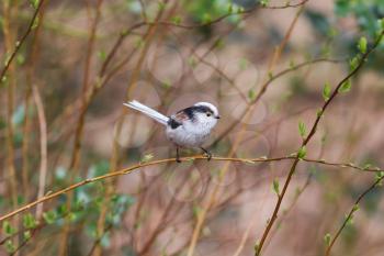 Long tailed tit (Aegithalos caudatus) perched on a branch