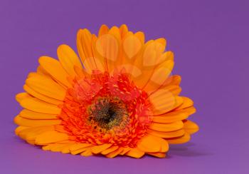 One single gerbera flower with a colorful background
