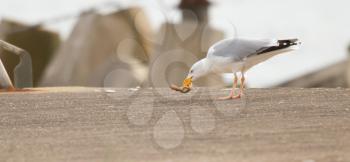 A seagull is eating crab in a harbour
