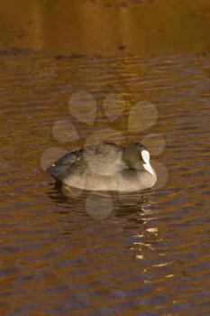 A common coot in the cold water